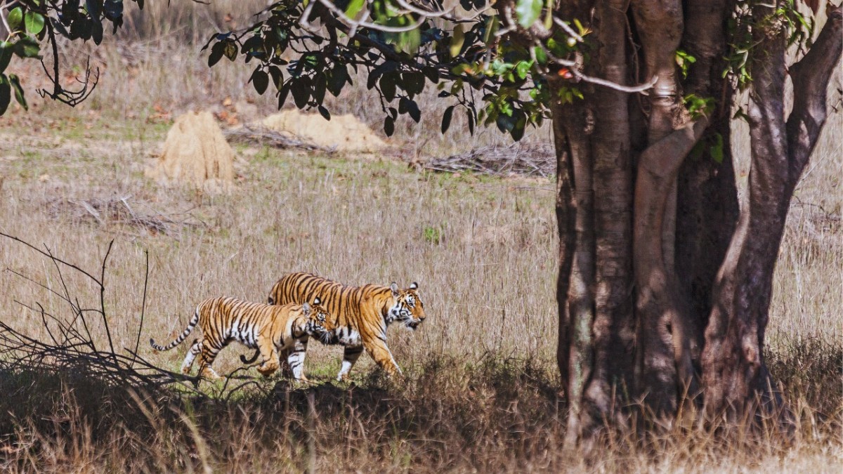 tiger