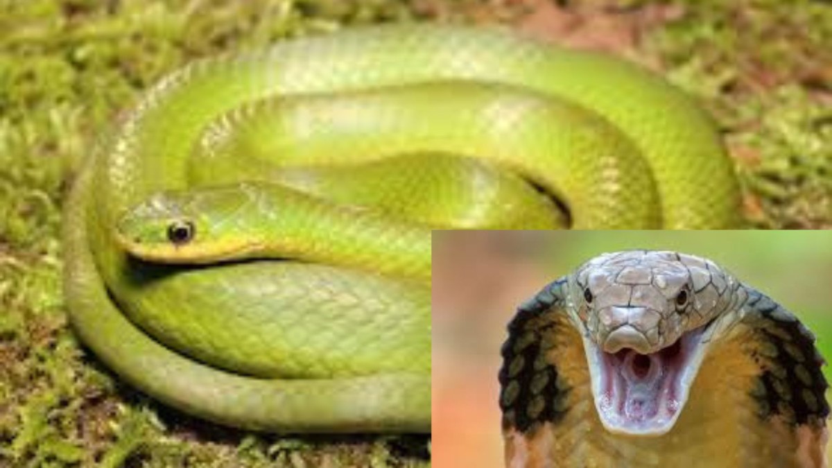 snake