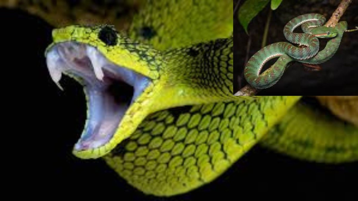 snake