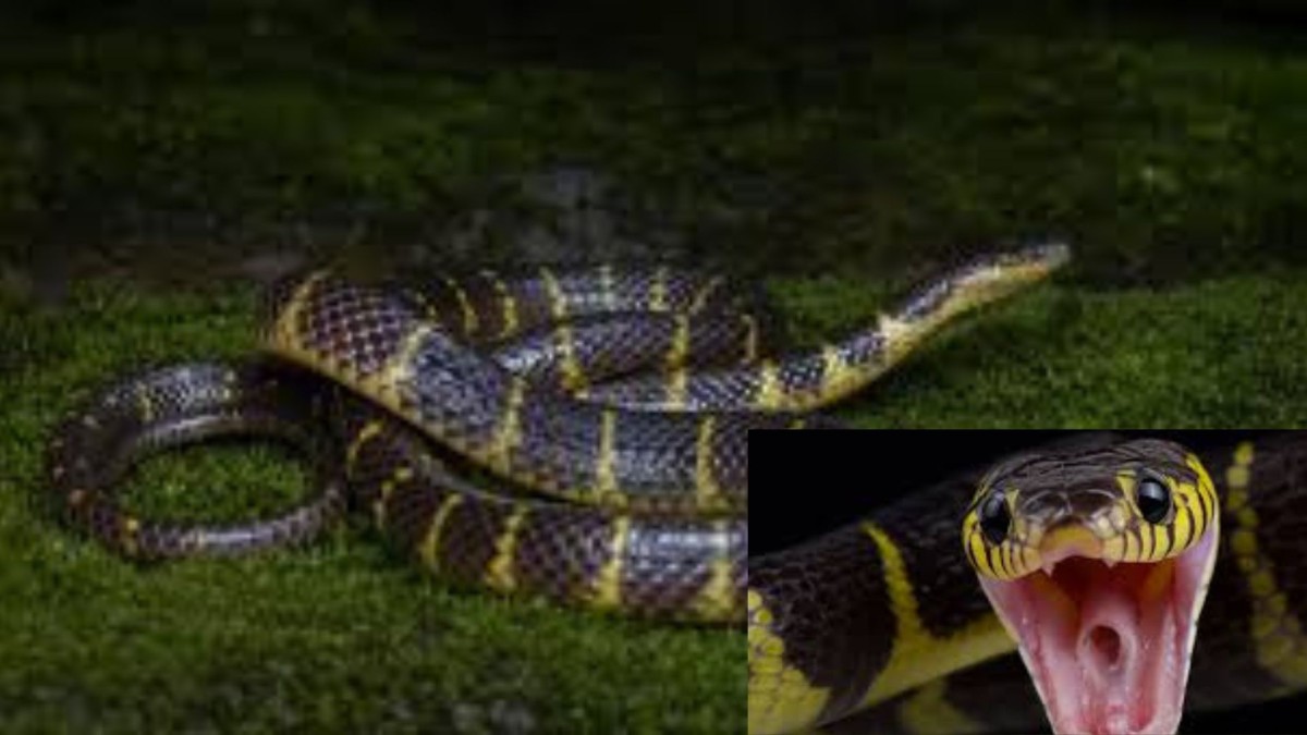 snake