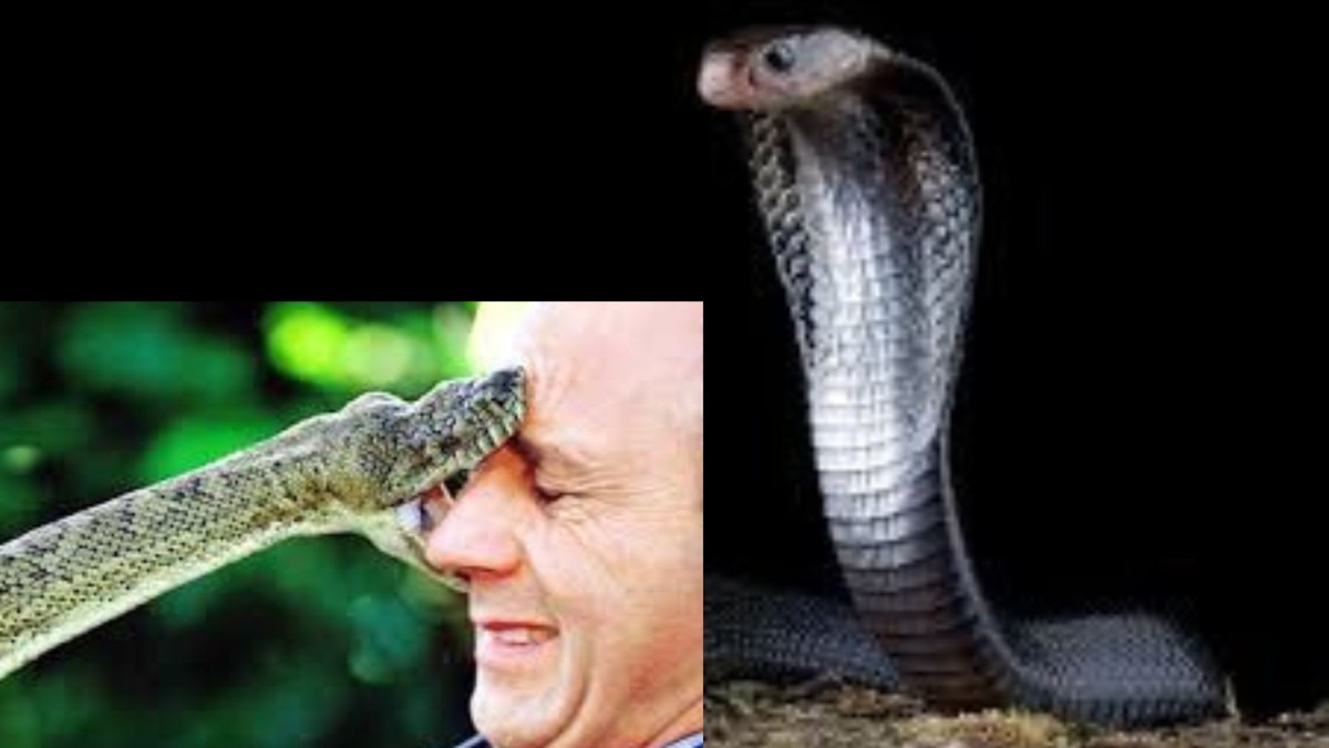 snake