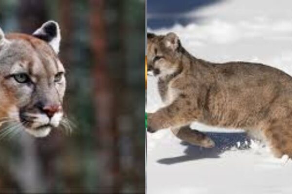 mountain lion