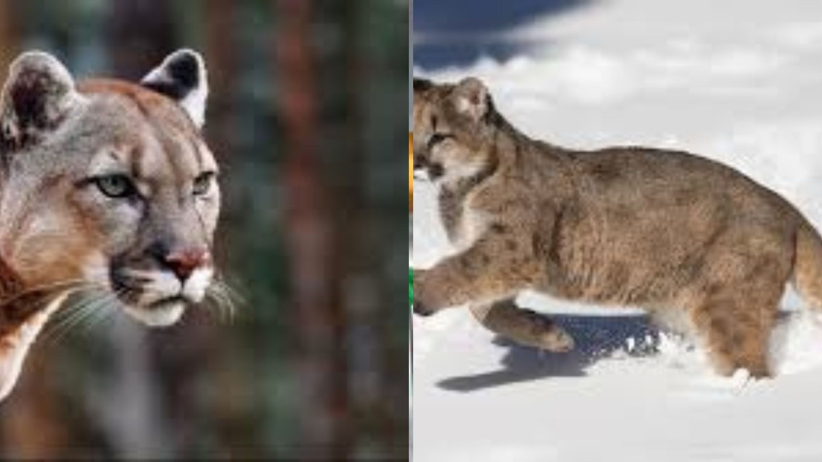 mountain lion