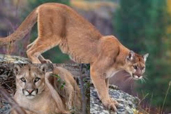 mountain lion