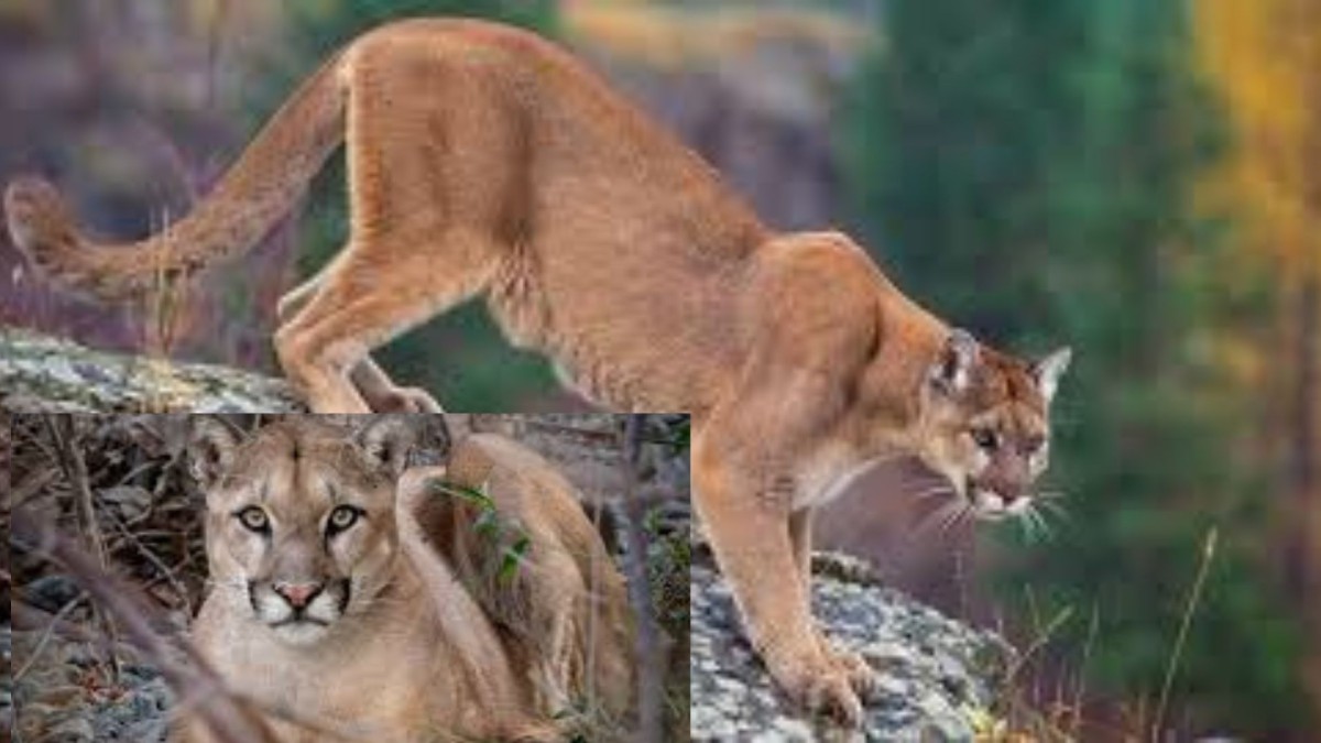 mountain lion