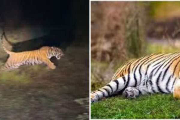 रामगढ़ विषधारी टाइगर रिजर्व