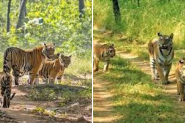 रामगढ़ विषधारी टाइगर रिजर्व