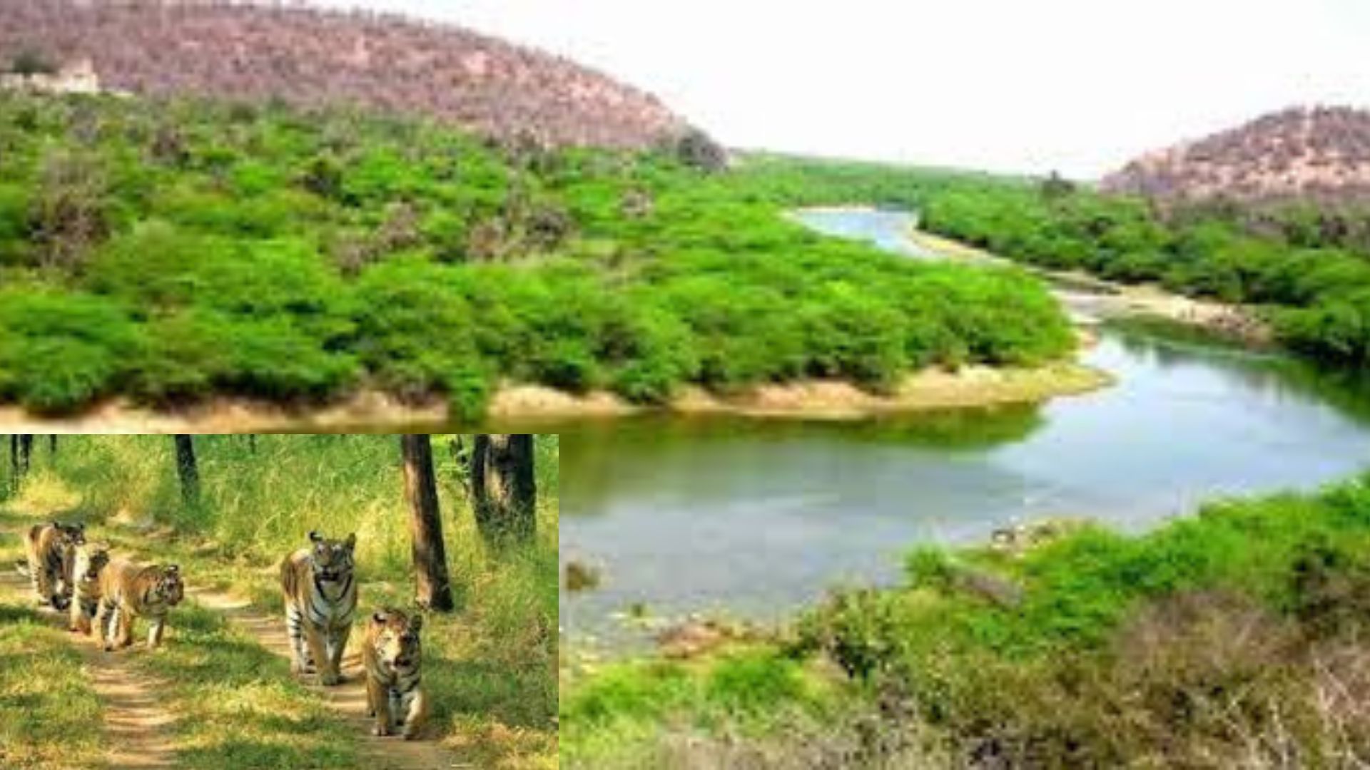 रामगढ़ विषधारी टाइगर रिजर्व