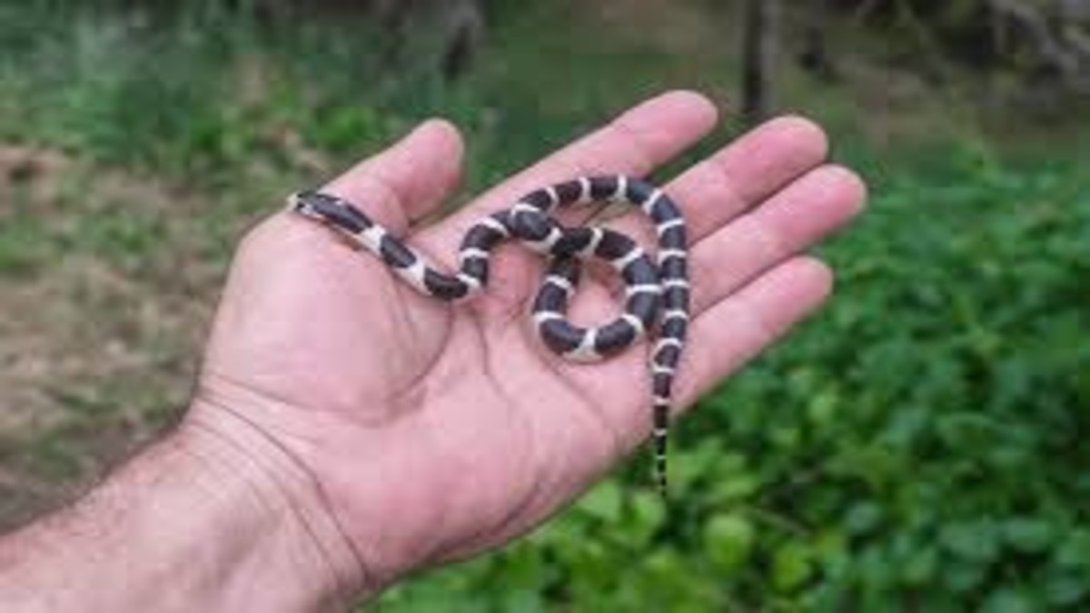 snake