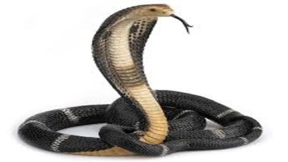 snake