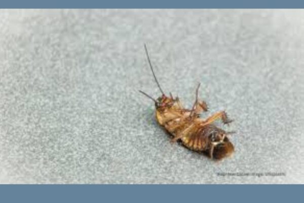 Air India Cockroach Flight Logbook