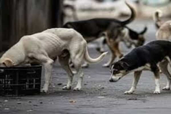 stray dogs